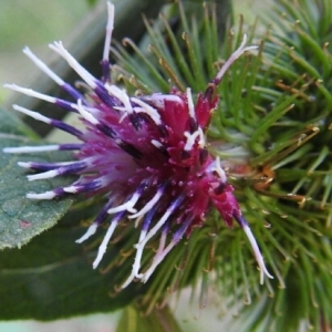 Photographie n°2100433 du taxon Arctium lappa L. [1753]