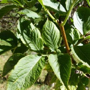 Photographie n°2100438 du taxon Sambucus nigra L. [1753]