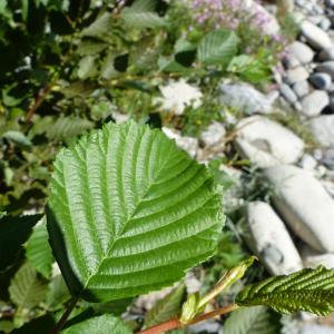 Photographie n°2100449 du taxon Alnus incana (L.) Moench [1794]