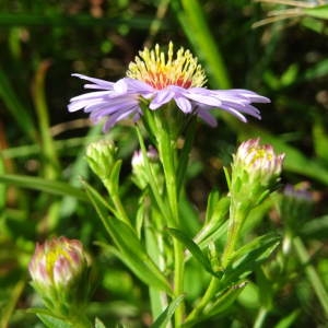 Photographie n°2100458 du taxon Symphyotrichum novi-belgii (L.) G.L.Nesom [1995]