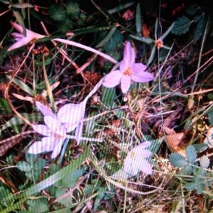 Photographie n°2100469 du taxon Colchicum autumnale L. [1753]