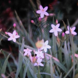 Photographie n°2100470 du taxon Centaurium erythraea Rafn [1800]