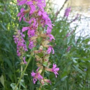 Photographie n°2100473 du taxon Lythrum salicaria L. [1753]