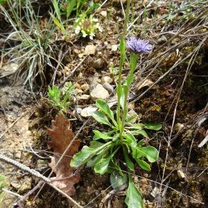 Photographie n°2100498 du taxon Globularia vulgaris L. [1753]