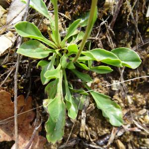 Photographie n°2100501 du taxon Globularia vulgaris L. [1753]