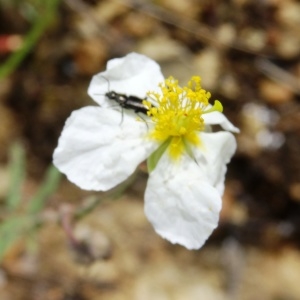 Photographie n°2100531 du taxon Helianthemum apenninum subsp. apenninum 