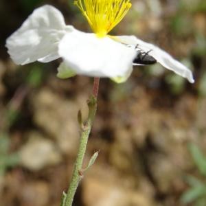 Photographie n°2100532 du taxon Helianthemum apenninum subsp. apenninum 