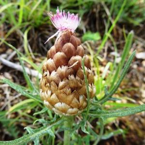 Photographie n°2100534 du taxon Rhaponticum coniferum subsp. coniferum 