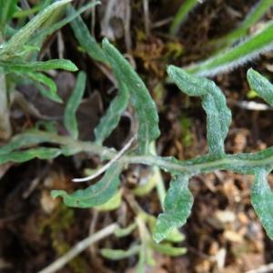 Photographie n°2100535 du taxon Rhaponticum coniferum subsp. coniferum 