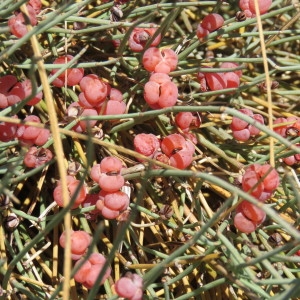 Photographie n°2100590 du taxon Ephedra distachya f. distachya 