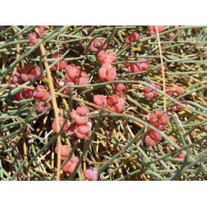 Ephedra distachya L. subsp. distachya f. distachya 