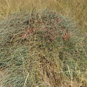 Photographie n°2100591 du taxon Ephedra distachya f. distachya 