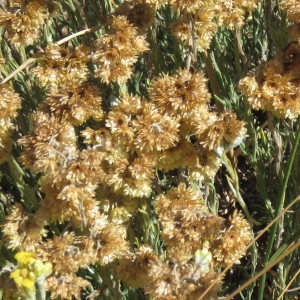 Photographie n°2100594 du taxon Helichrysum stoechas (L.) Moench [1794]