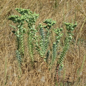 Photographie n°2100597 du taxon Euphorbia paralias L. [1753]