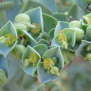 Photographie n°2100598 du taxon Euphorbia paralias L. [1753]