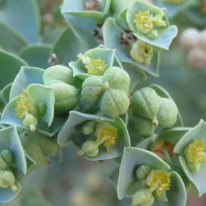 Photographie n°2100599 du taxon Euphorbia paralias L. [1753]