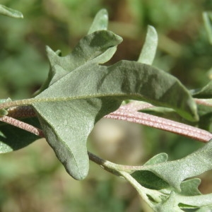 Photographie n°2100608 du taxon Oxybasis chenopodioides (L.) S.Fuentes, Uotila & Borsch [2012]