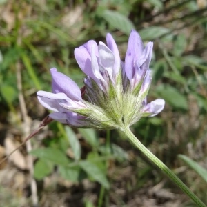 Photographie n°2100633 du taxon Bituminaria bituminosa (L.) C.H.Stirt.