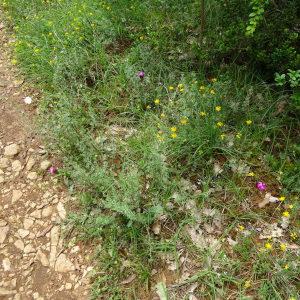 Photographie n°2100643 du taxon Dianthus carthusianorum L.