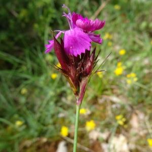 Photographie n°2100645 du taxon Dianthus carthusianorum L.