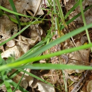 Photographie n°2100647 du taxon Dianthus carthusianorum L.