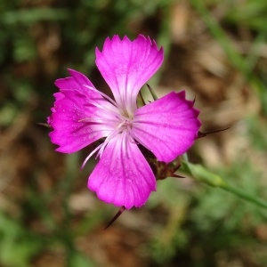 Photographie n°2100648 du taxon Dianthus carthusianorum L.