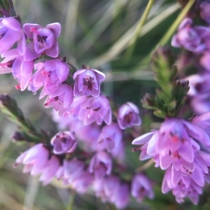 Photographie n°2100672 du taxon Calluna vulgaris (L.) Hull