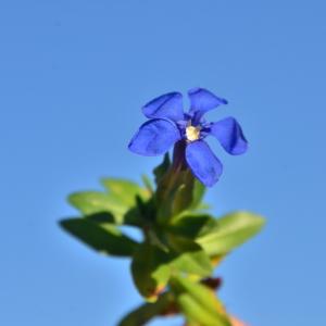 Photographie n°2100694 du taxon Gentiana verna L. [1753]