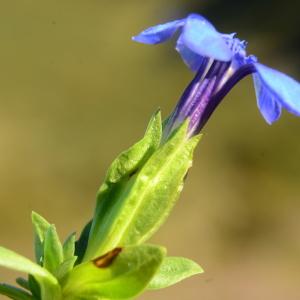 Photographie n°2100695 du taxon Gentiana verna L. [1753]