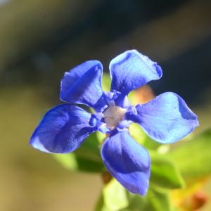 Photographie n°2100696 du taxon Gentiana verna L. [1753]