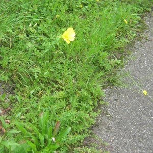 Photographie n°2100698 du taxon Oenothera biennis L. [1753]