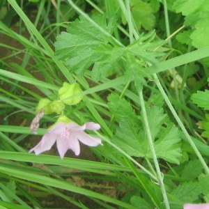 Photographie n°2100702 du taxon Malva moschata L. [1753]