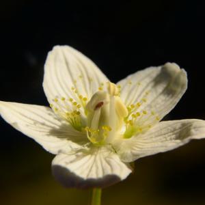 Photographie n°2100708 du taxon Parnassia palustris L. [1753]