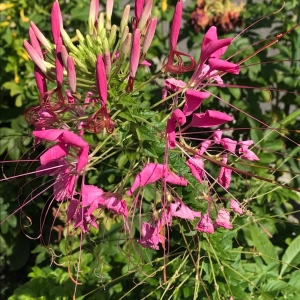  - Cleome hassleriana Chodat [1898]