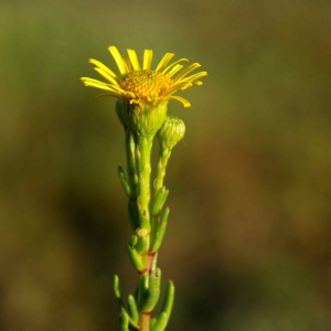 Photographie n°2100721 du taxon Inula crithmoides L. [1753]