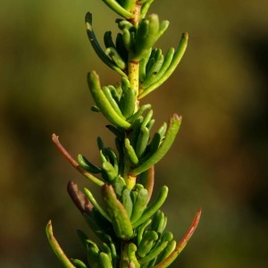 Photographie n°2100722 du taxon Inula crithmoides L. [1753]