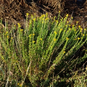 Photographie n°2100723 du taxon Inula crithmoides L. [1753]