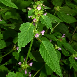 Photographie n°2100740 du taxon Galeopsis tetrahit L. [1753]