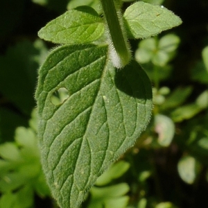 Photographie n°2100761 du taxon Clinopodium vulgare L.