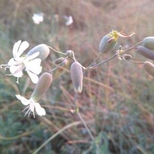 Photographie n°2100779 du taxon Silene vulgaris (Moench) Garcke [1869]