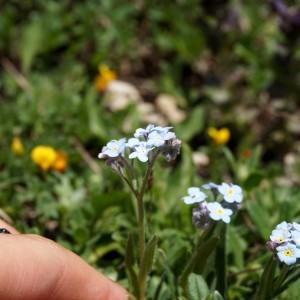 Photographie n°2100813 du taxon Myosotis alpestris F.W.Schmidt [1794]