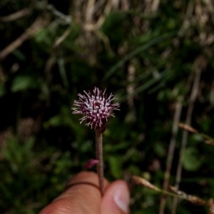 Photographie n°2100817 du taxon Homogyne alpina (L.) Cass. [1821]