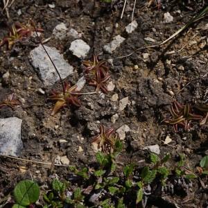 Photographie n°2100824 du taxon Pinguicula alpina L. [1753]