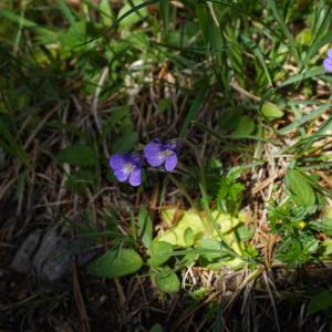 Photographie n°2100829 du taxon Pinguicula vulgaris var. alpicola Rchb. [1823]