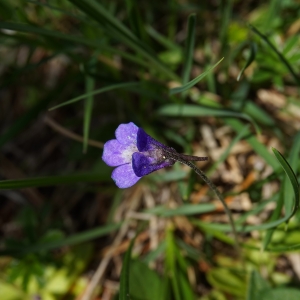 Photographie n°2100830 du taxon Pinguicula vulgaris var. alpicola Rchb. [1823]