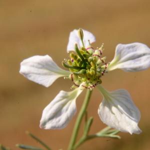 Photographie n°2100840 du taxon Nigella arvensis L. [1753]