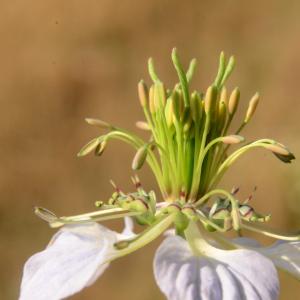 Photographie n°2100841 du taxon Nigella arvensis L. [1753]