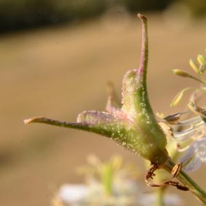 Photographie n°2100842 du taxon Nigella arvensis L. [1753]