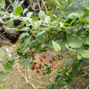 Photographie n°2100849 du taxon Solanum dulcamara L. [1753]