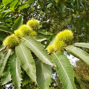 Photographie n°2100859 du taxon Castanea sativa Mill. [1768]